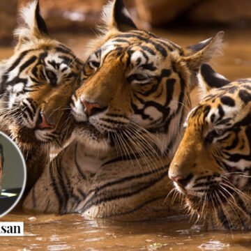 British colonial rule in India saw lions and tigers hunted to the brink of extinction